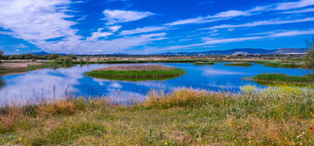 Tablas de Daimiel National Park, Daimiel, Ciudad Real, Castilla La Mancha, Spain, Europeの写真素材