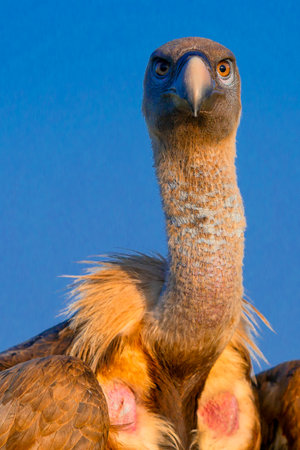 Eurasian Griffon Vulture, Gyps fulvus, Agricultural Fields, Castilla y Leon, Spain, Europeの写真素材