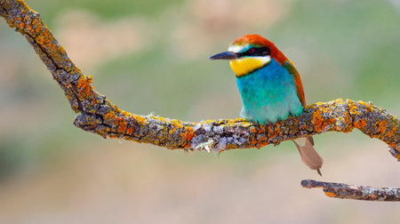 Bee-eater, Merops apiaster, Mediterranean Forest, Castilla y Leon, Spain, Europeの写真素材