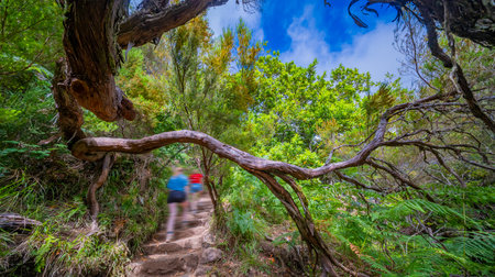 Levada das 24 Fontes, Levada do Risco, Mountain Footpath, Irrigation Channel Maintenance Trail, Madeira, Portugalの写真素材