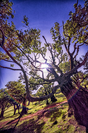 Mystical Fanal Forest, Vereda do Fanal, Laurissilva Forest Paul da Serra, Ancient Laurel Forest,...