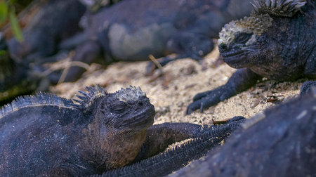 Marine Iguana, Amblyrhynchus cristatus, Galapagos National Park, UNESCO World Heritage Site,...
