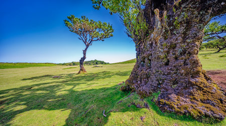 Mystical Fanal Forest, Vereda do Fanal, Laurissilva Forest Paul da Serra, Ancient Laurel Forest,...