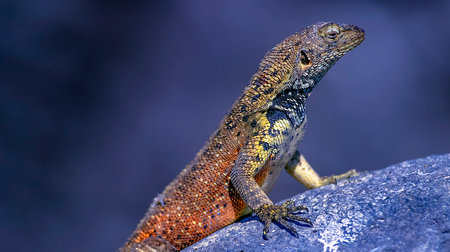 Galapagos Lava Lizard, Microlophus albemarlensis, Galapagos National Park, UNESCO World Heritage Site, Galapagos Islands, Ecuador, South Americaの写真素材