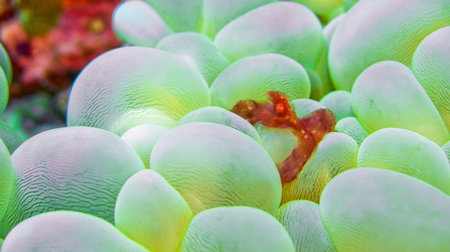 Orangutan Crab, Oncinoptls sp., Decorator Crab, Reef Building Corals, Coral Reef, Lembeh, North Sulawesi, Indonesia, Asiaの写真素材