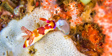Nembrotha Sea Slug, Nembrotha sp., Nudibranch, Reef Building Corals, Coral Reef, Lembeh, North Sulawesi, Indonesia, Asiaの写真素材