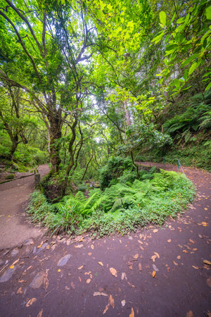 Vereda dos Balcoes PR11 Mountain Footpath, Irrigation Channel Maintenance Trail, Madeira, Portugal, Europeの写真素材