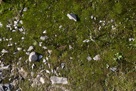 Musk texture - Musk and grass on a hill path in Tuscany, wit the characteristc marble splinters Musk texture - Musk and grass on a hill path in Tuscany, wit the characteristc marble splinters