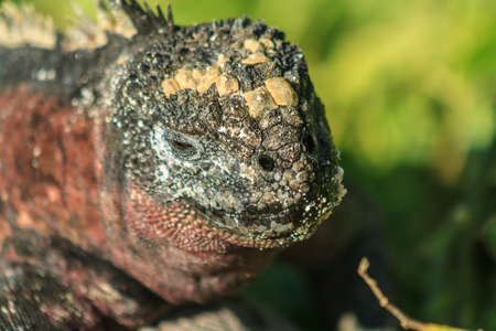 Galapagos iguanaの写真素材