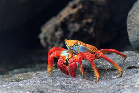 Galapagos red crab on black volcanic rocks