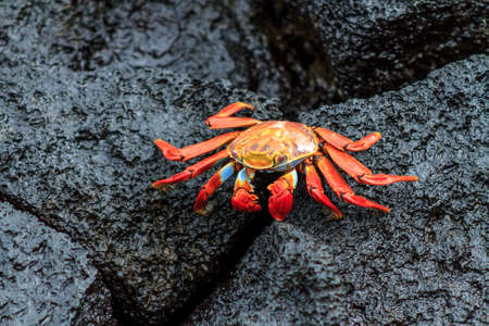 Galapagos red crab on black volcanic rocksの写真素材