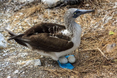 Blue footed booby mother nesting its eggsの写真素材