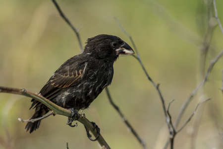 Finch resting in a branch at the Galapagos Islandsの写真素材