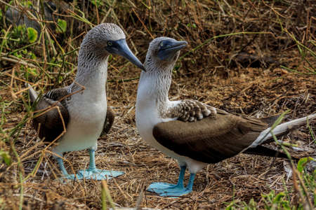 Blue footed booby couple at Galapagos National Parkの写真素材