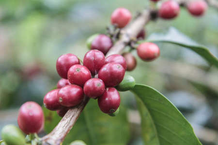 Red coffee bean in trees ready for pickupの写真素材