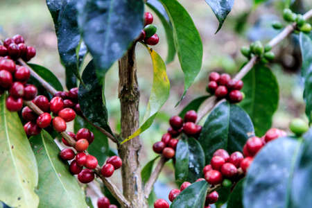 Red coffee beans ready to harvest in a tree