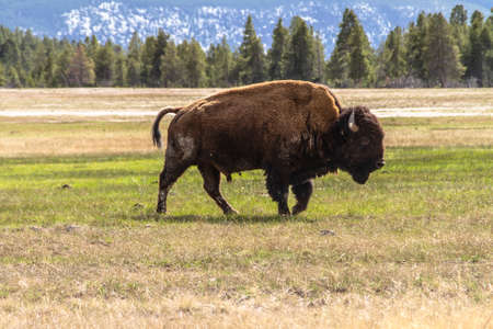 Bison walkingの写真素材