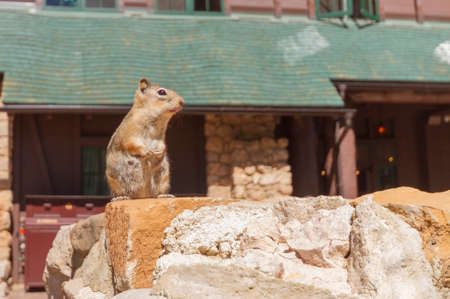 Squirrelの写真素材