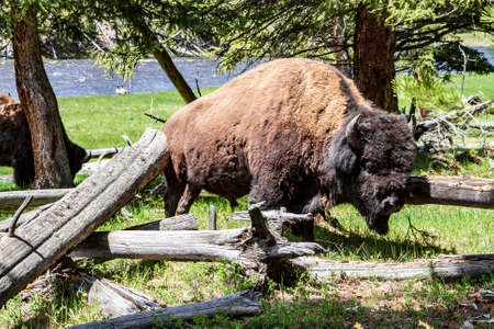 Bison standing in the grass  in Yellowstone National Parkの写真素材