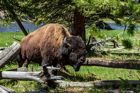 Bison standing in the grass  in Yellowstone National Parkの写真素材