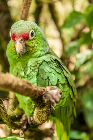 Parrotの写真素材