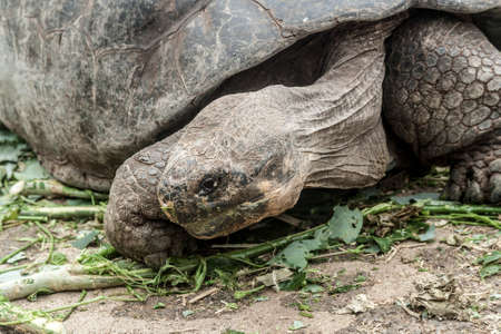 Lonesome George eatingの写真素材