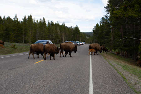 Buffalo crossing a road in Yellowstone National Parkの写真素材