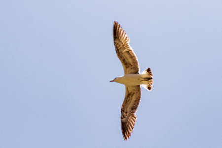 Seagull flying in a blue summer sky in Chileの写真素材