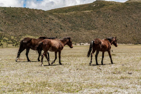 Wild horses wondering accross Cotopaxi National Parkの写真素材