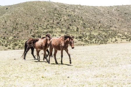 Wild horses wondering accross Cotopaxi National Parkの写真素材