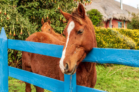 Horse standing behind a blue fence in a fieldの写真素材