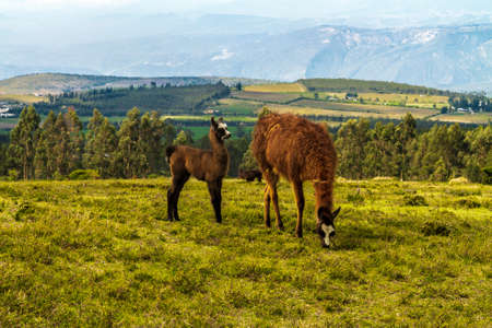 Llama eating grass in an ecuadorian grass fieldの写真素材