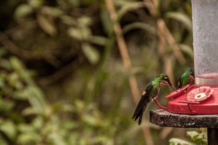 Bird drinking in a trough in a forestの写真素材