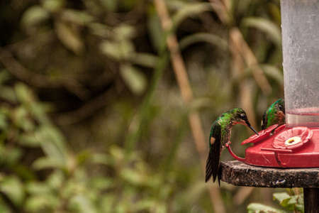 Bird drinking in a trough in a forestの写真素材