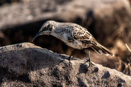 Espanola Mockingbird standing in a rock on a sunny dayの写真素材