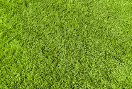 grass close up photo