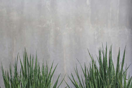 spotted lime trees on green background.の写真素材