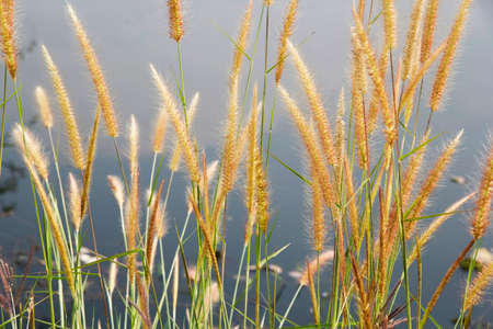 setaceum pennisetum or gramineae grass field at morning