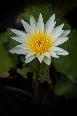 The beautiful Blooming lotus flowerの写真素材