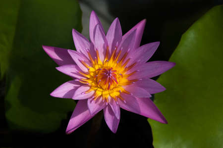 The beautiful Blooming lotus flowerの写真素材