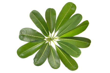 Frangipani leaves many leaves on a white background.の写真素材