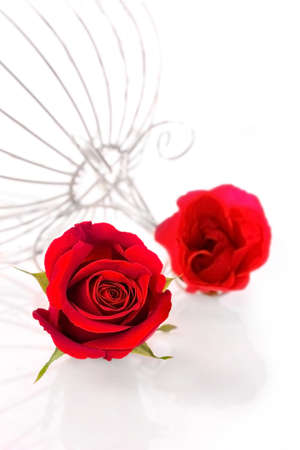 Two red roses on a background of white flowers.の写真素材