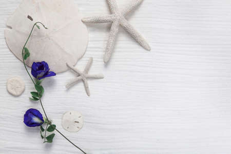 Starfish shells on a fine white sand.の写真素材