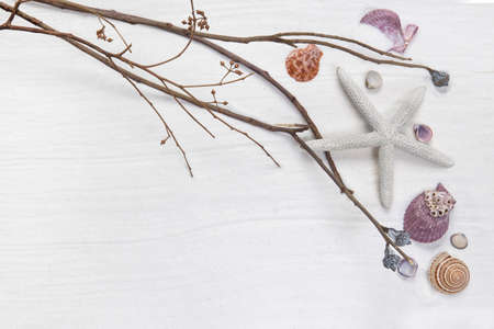 Starfish shells on a fine white sand.の写真素材