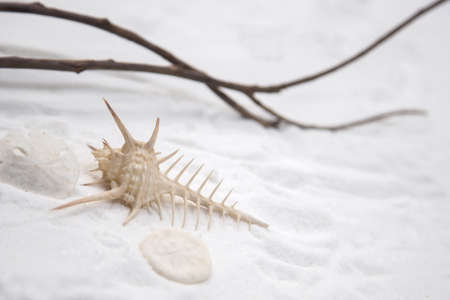 The shells on the sand are white, clean and soft.
