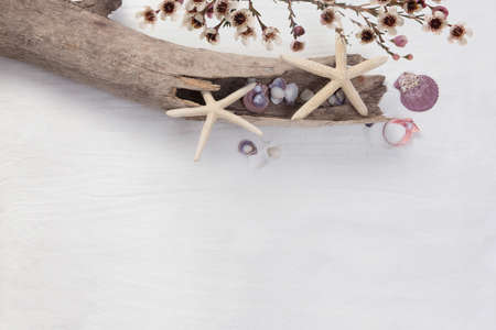 Starfish shells on a fine white sand.の写真素材