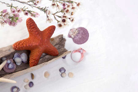 Starfish shells on a fine white sand.の写真素材