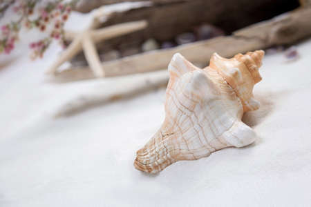 The shells on the sand are white, clean and soft.の写真素材