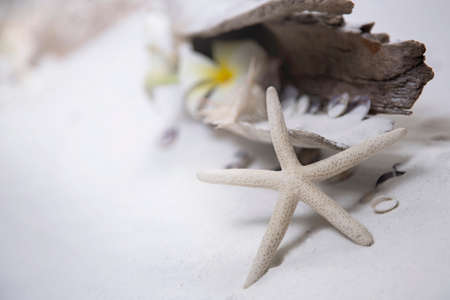 Starfish shells on a fine white sand.の写真素材