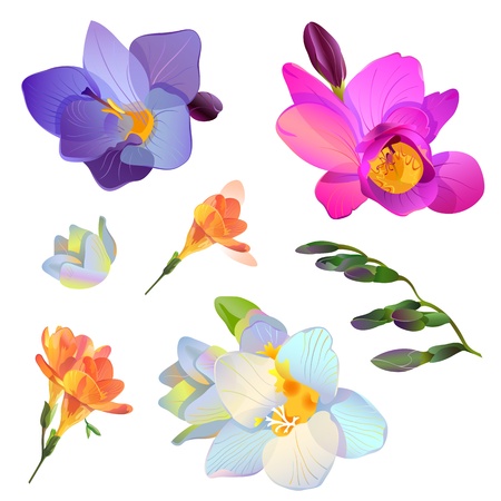isolated pink, white and blue freesia flowers and branches for your designのイラスト素材